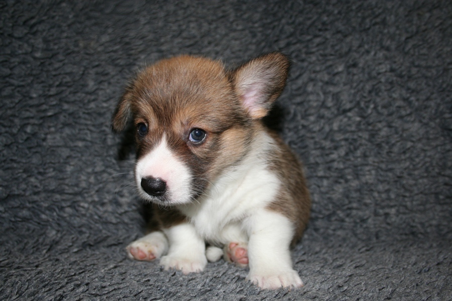 Puppies